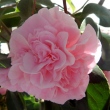 Debutante